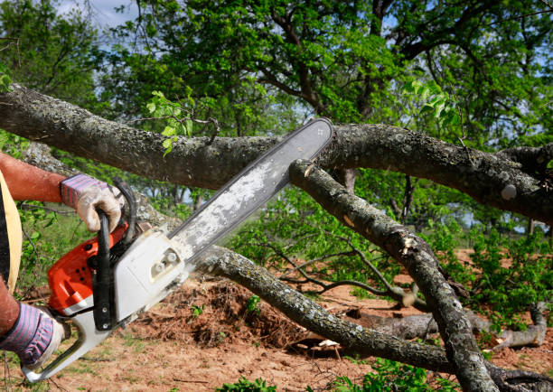 Emergency Storm Tree Removal in Cass City, MI